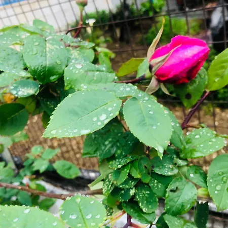 Far West Gæstehus 3*