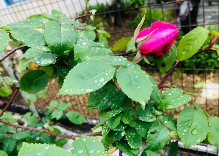 Far West Gasthuis 3*